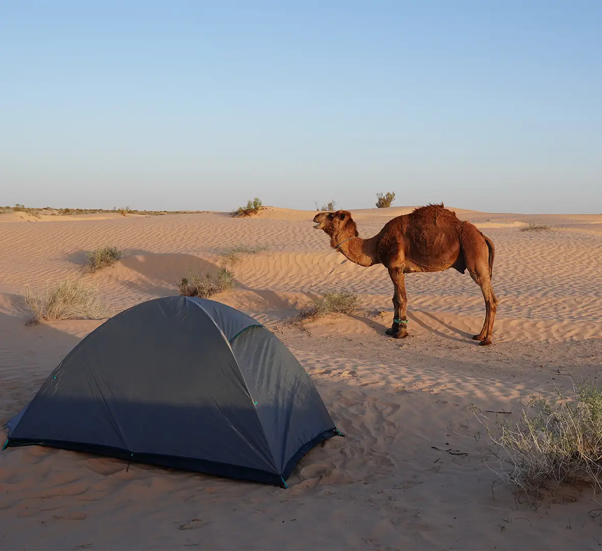 Douz_Camping_3